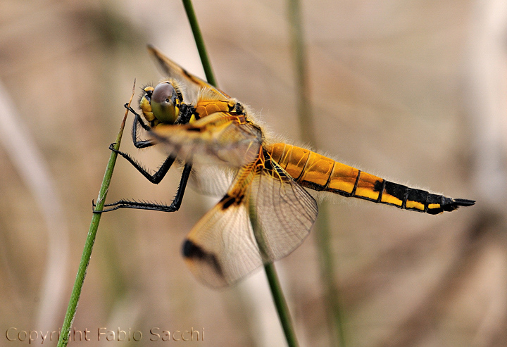 Libellula quadrimaculata f.praenubila